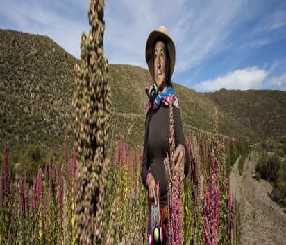 Ema Flores Cabrera  in ihrem Quinoa Feld in den Bergen