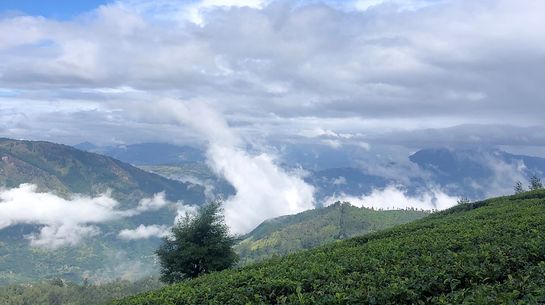 Schwarztee Plantagen im sri-lankischen Hochland, auf denen Malayaha-Tamil*innen seit Generationen als Tagelöhner prekär arbeiten müssen