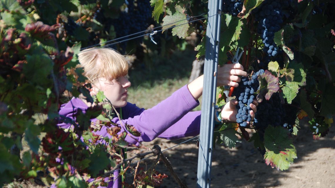 Konfis aus Guntersblum bei der Weinlese