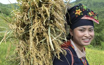 Ton Hoang Thi, 30 Jahre, Kleinbäuerin, seit 2018 im Projekt, bei der Reisernte, Reis mit traditioneller Holztrage für den Rücken.Projektpartner: Yen Bai Womens‘ Union - YBWU