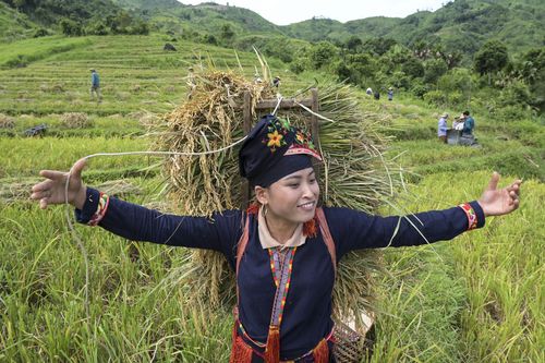 Reisernte in Vietnam