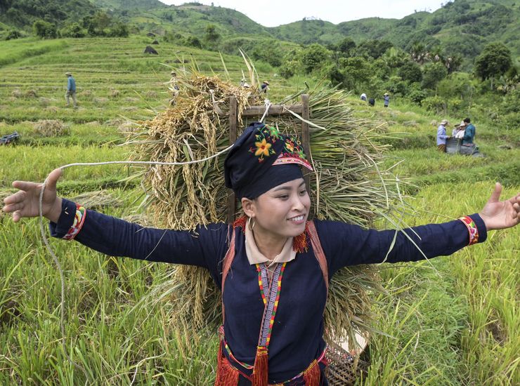 Reisernte in Vietnam