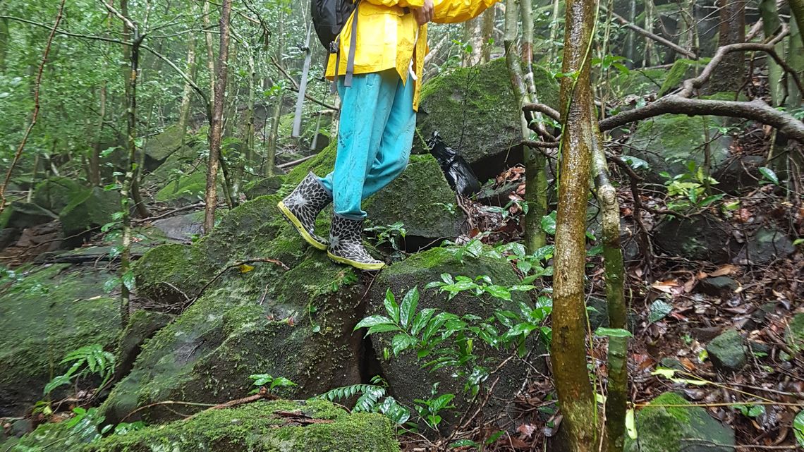 Aussichtspunkt im Gola-Regenwald, an der Grenze zu Liberia.