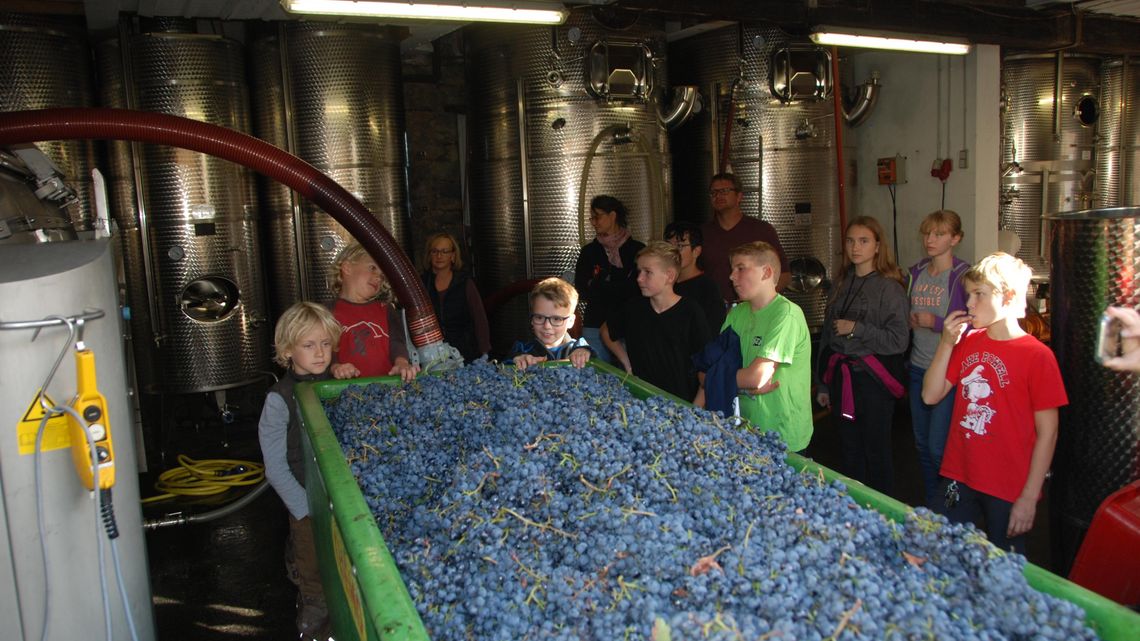 Konfis aus Guntersblum bei der Weinlese