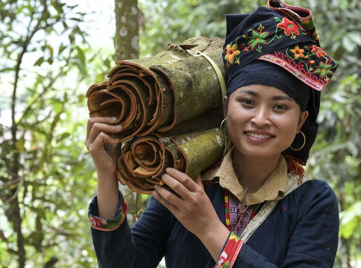 Zimtabbau mit Ton Hoang Thi