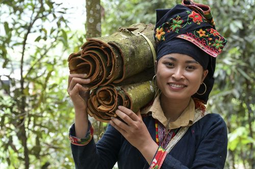 Zimtabbau mit Ton Hoang Thi