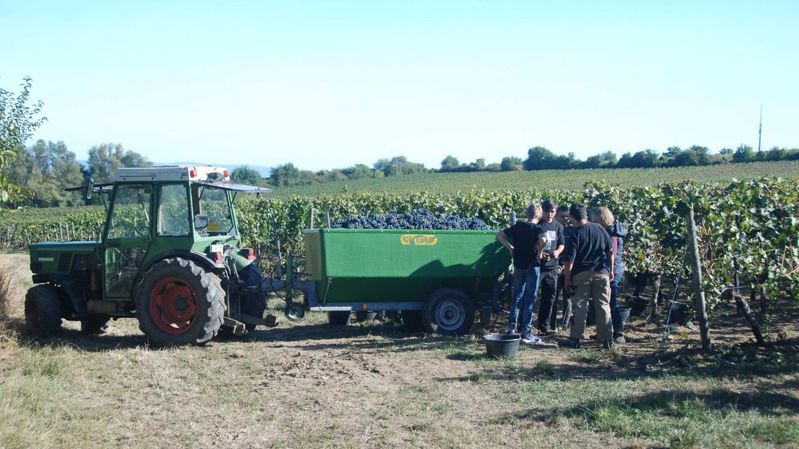 Konfis aus Guntersblum bei der Weinlese