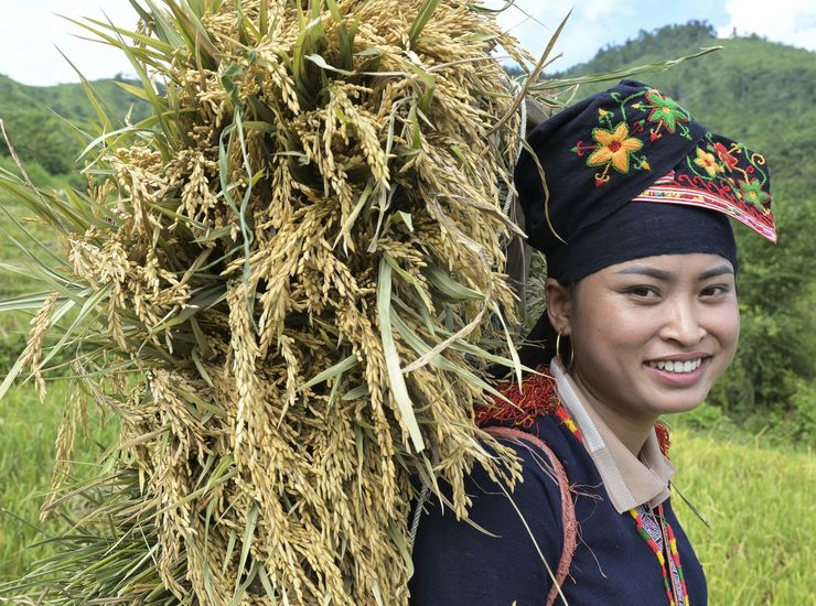 Reisernte in Vietnam