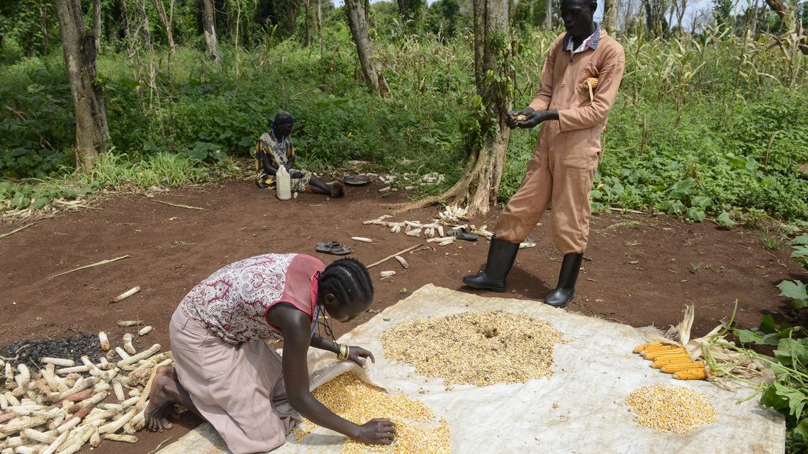 Maisernte bei Hof von Farmer Okello Kwot 