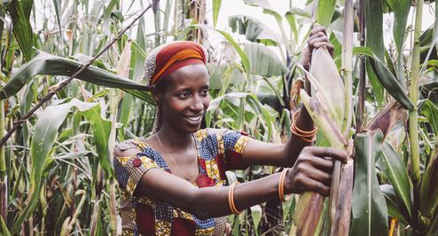 Kleinbaeuerin Claudine Hashazinyange (26) bei der Maisernte.Sie ist eine Teilnehmerin des Programmes von „Ripple Effekt“. Die Brot und die Welt-Partnerorganisation foerdert unter anderem nachhaltige landwirtschaftliche Entwicklung, Ernaehrungssicherung, Armutsbekaempfung und Gleichstellung der Geschlechter.