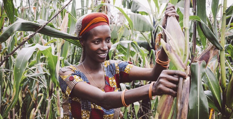 Kleinbaeuerin Claudine Hashazinyange (26) bei der Maisernte.Sie ist eine Teilnehmerin des Programmes von „Ripple Effekt“. Die Brot und die Welt-Partnerorganisation foerdert unter anderem nachhaltige landwirtschaftliche Entwicklung, Ernaehrungssicherung, Armutsbekaempfung und Gleichstellung der Geschlechter.