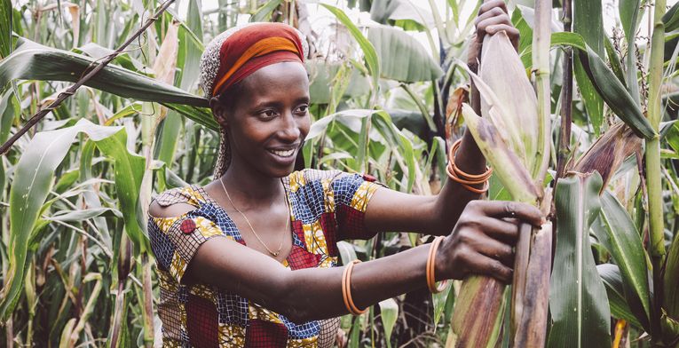 Kleinbaeuerin Claudine Hashazinyange (26) bei der Maisernte.Sie ist eine Teilnehmerin des Programmes von „Ripple Effekt“. Die Brot und die Welt-Partnerorganisation foerdert unter anderem nachhaltige landwirtschaftliche Entwicklung, Ernaehrungssicherung, Armutsbekaempfung und Gleichstellung der Geschlechter.