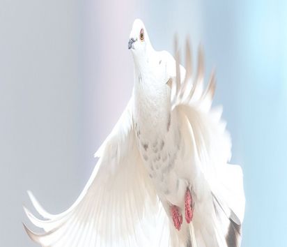 Fliegende weiße Taube