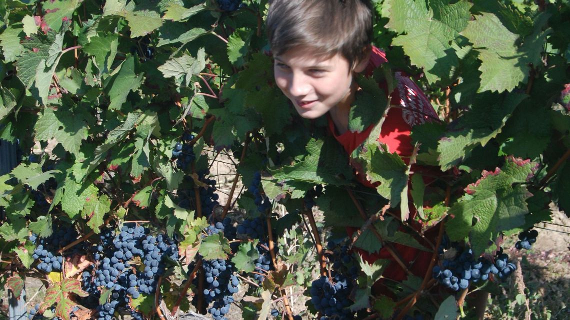 Konfis aus Guntersblum bei der Weinlese