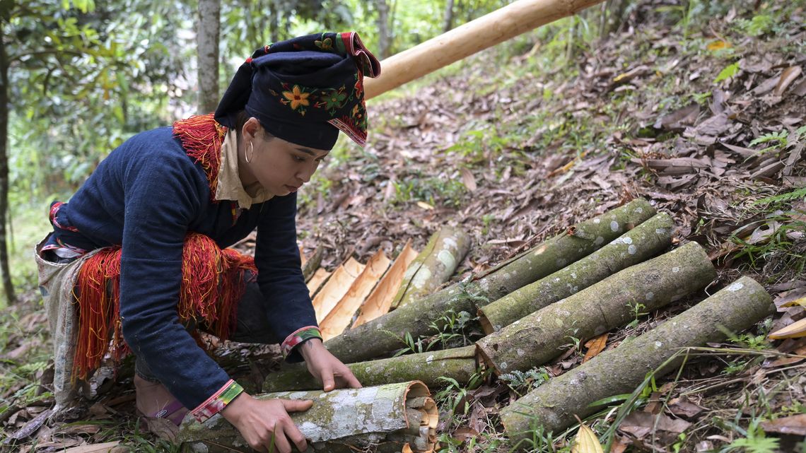 Ton Hoang Thi, 30 Jahre, Kleinbäuerin, seit 2018 im Projekt, bei der Zimternte, die Rinde des Zimtbaum wird geschält und anschließend getrocknet, daraus entstehen die bekannten Zimtstangen.