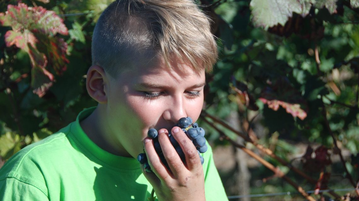 Konfis aus Guntersblum bei der Weinlese