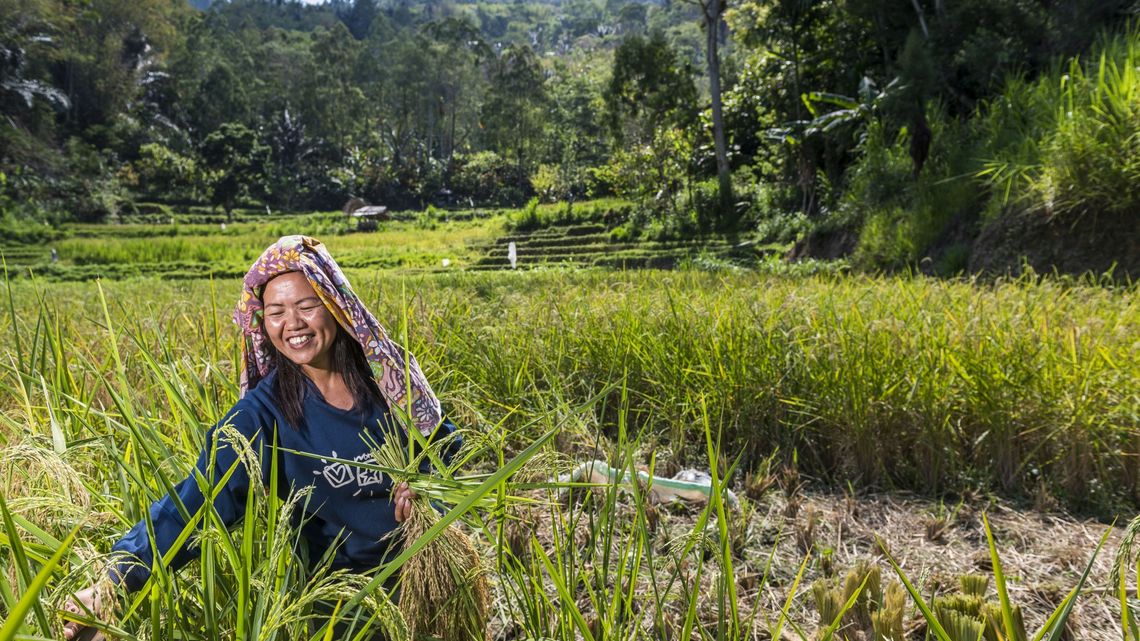 In Indonesien unterstützt Brot für die Welt Kleinbäuerinnen und -bauern bei der ökologischen Landwirtschaft.