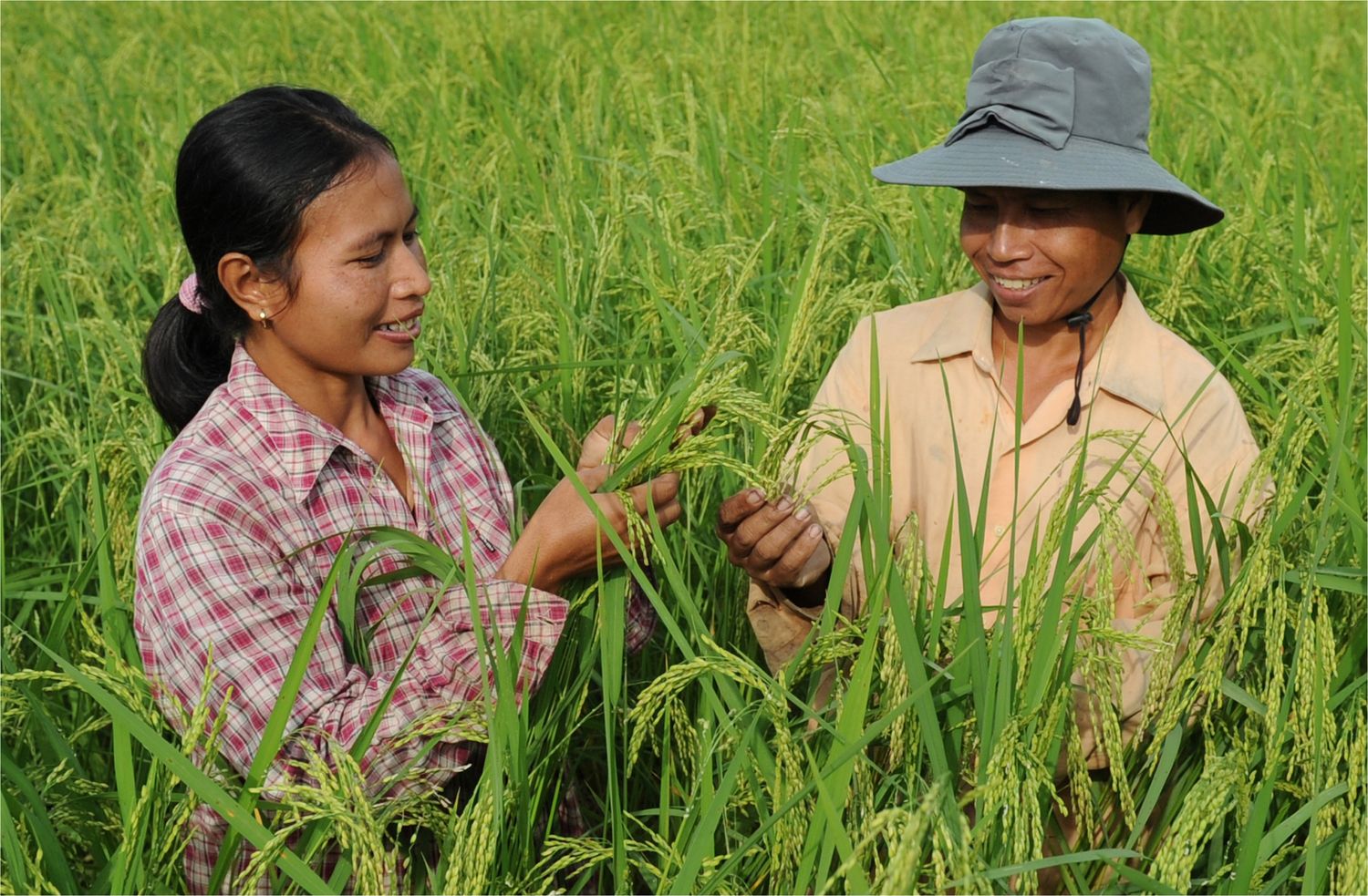 Kambodscha Bio Anbau bringt Kleinbauern in Asien weiter Brot für Welt