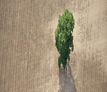 Ein Luftbild von einem Baum der auf einem trockenen Feld steht