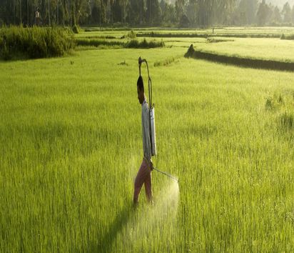 Ein Mann verteilt Pflanzenschutzmittel auf einem Reisfeld