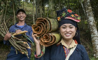 Ton Hoang Thi, 30 Jahre, Kleinbäuerin, seit 2018 im Projekt, und ihr Mann Herr Phuc Ban Hui, 30 Jahre, bei der Zimternte, die Rinde des Zimtbaum wird geschält und anschließend getrocknet, daraus entstehen die bekannten Zimtstangen.Projektpartner: Yen Bai Womens‘ Union - YBWU