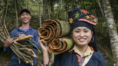 Ton Hoang Thi, 30 Jahre, Kleinbäuerin, seit 2018 im Projekt, und ihr Mann Herr Phuc Ban Hui, 30 Jahre, bei der Zimternte, die Rinde des Zimtbaum wird geschält und anschließend getrocknet, daraus entstehen die bekannten Zimtstangen.Projektpartner: Yen Bai Womens‘ Union - YBWU