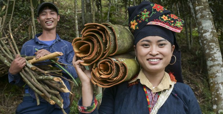 Ton Hoang Thi, 30 Jahre, Kleinbäuerin, seit 2018 im Projekt, und ihr Mann Herr Phuc Ban Hui, 30 Jahre, bei der Zimternte, die Rinde des Zimtbaum wird geschält und anschließend getrocknet, daraus entstehen die bekannten Zimtstangen.Projektpartner: Yen Bai Womens‘ Union - YBWU