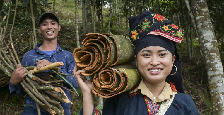 Ton Hoang Thi, 30 Jahre, Kleinbäuerin, seit 2018 im Projekt, und ihr Mann Herr Phuc Ban Hui, 30 Jahre, bei der Zimternte, die Rinde des Zimtbaum wird geschält und anschließend getrocknet, daraus entstehen die bekannten Zimtstangen.Projektpartner: Yen Bai Womens‘ Union - YBWU