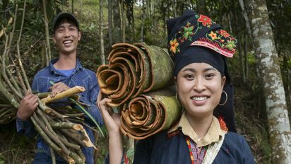 Ton Hoang Thi, 30 Jahre, Kleinbäuerin, seit 2018 im Projekt, und ihr Mann Herr Phuc Ban Hui, 30 Jahre, bei der Zimternte, die Rinde des Zimtbaum wird geschält und anschließend getrocknet, daraus entstehen die bekannten Zimtstangen.Projektpartner: Yen Bai Womens‘ Union - YBWU