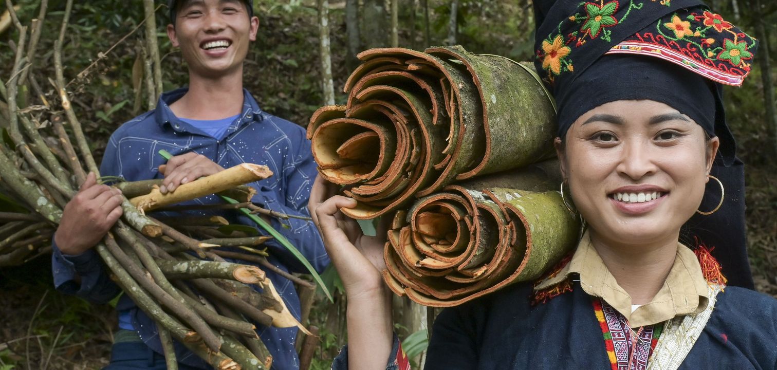 Ton Hoang Thi, 30 Jahre, Kleinbäuerin, seit 2018 im Projekt, und ihr Mann Herr Phuc Ban Hui, 30 Jahre, bei der Zimternte, die Rinde des Zimtbaum wird geschält und anschließend getrocknet, daraus entstehen die bekannten Zimtstangen.Projektpartner: Yen Bai Womens‘ Union - YBWU