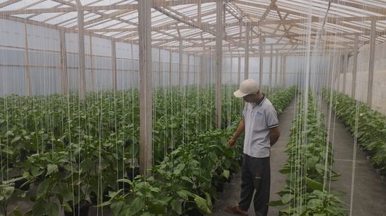 Mann in Gewächshaus auf Bali