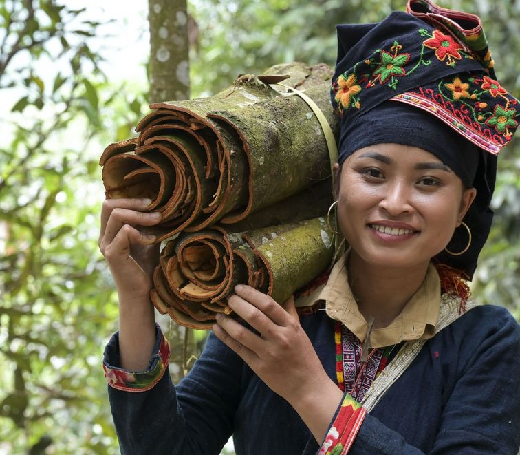 Ton Hoang Thi, 30 Jahre, Kleinbäuerin, seit 2018 im Projekt,  bei der Zimternte, die Rinde des Zimtbaum wird geschält und anschließend getrocknet, daraus entstehen die bekannten Zimtstangen.Projektpartner: Yen Bai Womens‘ Union - YBWU